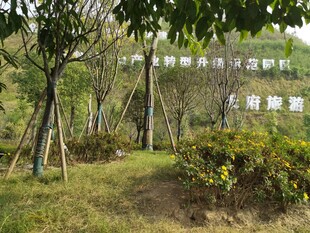 绿意盎然的户外园林景观