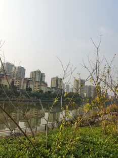 城市河畔绿植景观