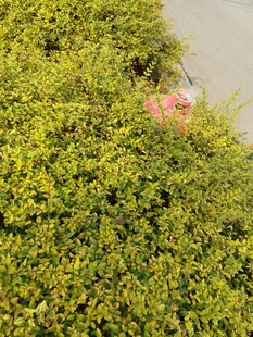 岸边翠绿繁茂的丛生植物