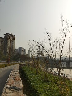 城市路边景观与远处建筑