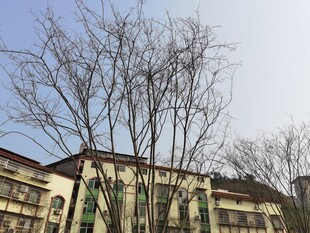 冬日光秃树木旁的楼房