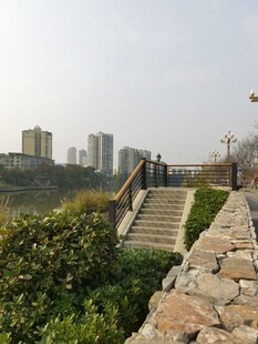 城市中石阶旁的绿植景观