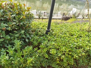 绿意盎然的庭院植物景观