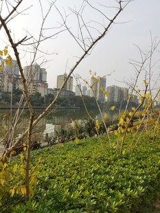 城市河畔绿植景观
