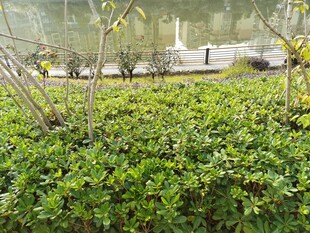 绿意盎然的园林植物景观