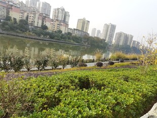 城市河畔绿植景观