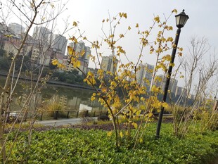 城市公园中的秋日景致