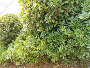 绿意盎然的繁茂灌木丛