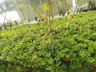 温室中的绿植花卉景观