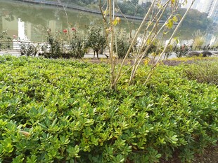 绿意盎然的园林植物景观