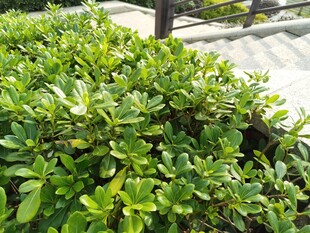 翠绿繁茂的户外绿植景观