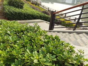 户外绿植与木质栏杆景观