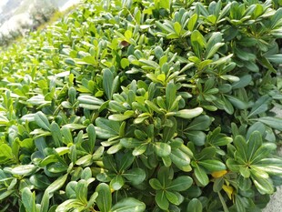 翠绿繁茂的绿植景观