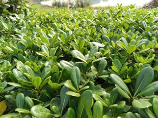 翠绿繁茂的植物景观