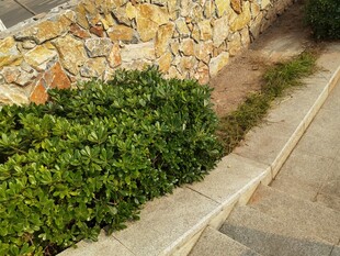 石墙边的翠绿植物