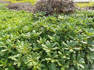 绿意盎然的植物景观