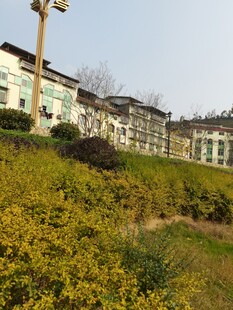 山坡旁的多层居民建筑群