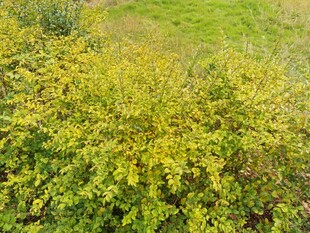 金黄繁茂灌木丛景观