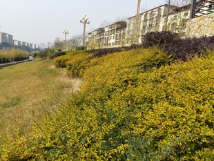 金黄植被旁的城市景观