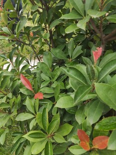 绿叶间绽放的娇艳红花