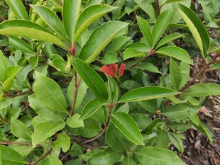 绿叶丛中的一抹红