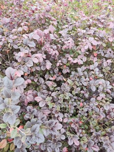 粉色系多肉植物景观