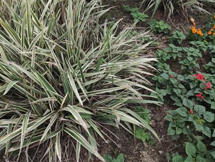 观赏草与多彩花卉搭配