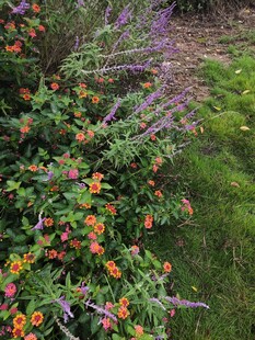 多彩花丛中的绚烂景致