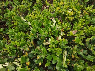 翠绿繁茂的植物景观