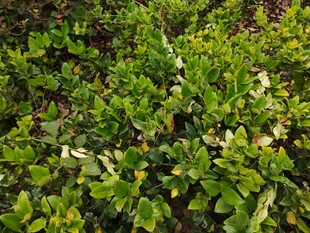 翠绿繁茂的低矮绿植