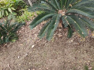 户外生长的绿色苏铁植物