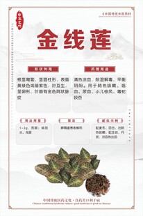 金线莲中药材展示