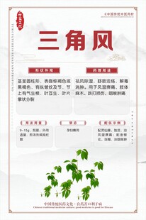 三角风中药材介绍