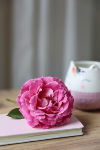粉色芍药静置于书本之上