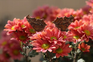 蝴蝶栖息于艳丽菊花上