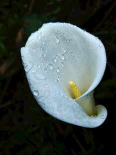 带着露水的马蹄莲