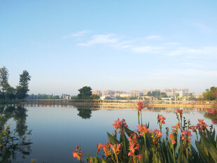 夏天湖畔的美人焦