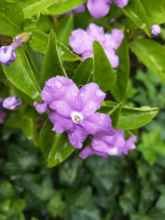 清晨带着露水的双色茉莉花