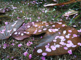 雨后飘落的梅花花瓣