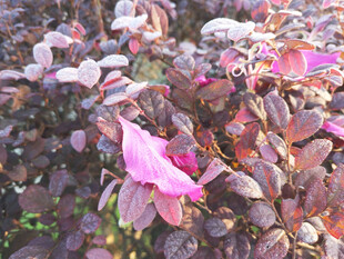带露的紫荆花瓣和红继木
