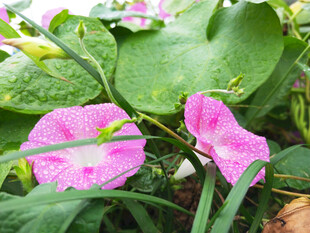 雨后紫粉色的喇叭花