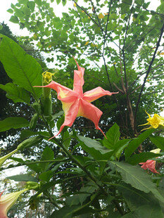 粉色的曼陀罗花