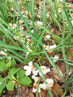 落满地的油桐花