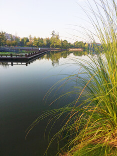 公园一角的芦苇