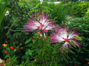 粉紫色的合欢花