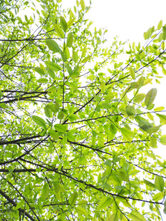 春天翠绿的树叶