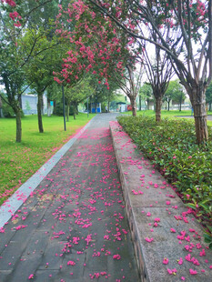 落满地的蔷薇花