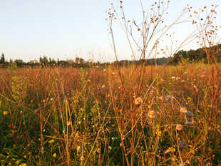 秋天枯黄的草丛