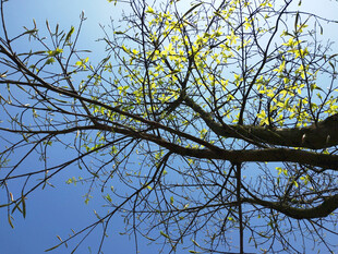 春天发芽的榕树