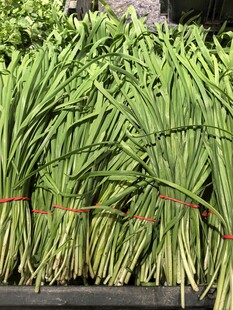 新鲜捆扎的绿色葱类蔬菜